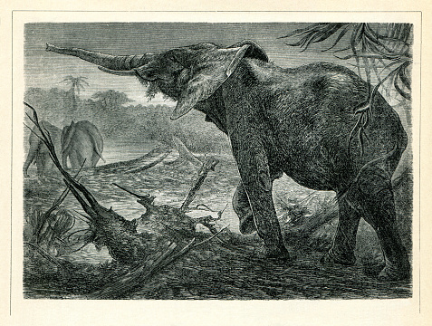 African Elephant Elephas africanus
Original edition from my own archives
Source : Brockhaus 1898