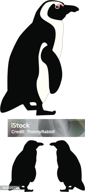istock African Penguin 163820754