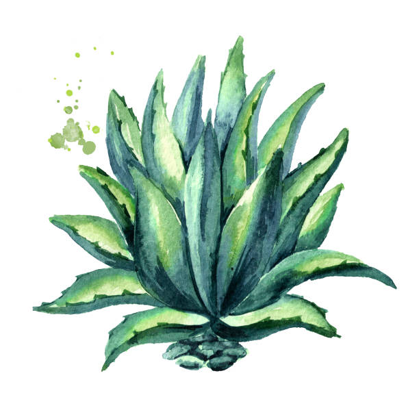 Agave Illustrations, Royalty-Free Vector Graphics & Clip Art - iStock