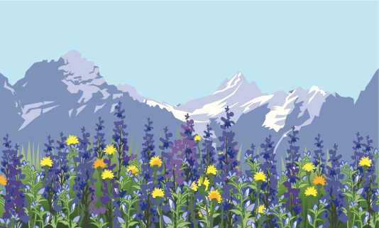 alpine meadow landscape