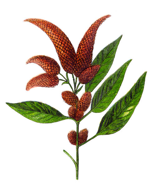 168 amaranthus caudatus stock photos pictures royalty free images istock