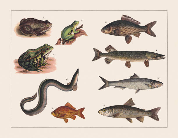 Amphibians and fish, chromolithograph, published in 1891 Amphibians and fish (Bufonidae, Hylidae, Ranidae, Anguillidae, Cyprinidae, Esocidae, Clupeidae, Salmonidae): a) European toad (Bufo bufo); b) European tree frog (Hyla arborea); c) Edible frog, or water frog (Pelophylax kl. esculentus); d) European eel (Anguilla anguilla); e) Goldfish (Carassius auratus); f) Eurasian carp (Cyprinus carpio); g) Northern pike (Esox lucius); h) Atlantic herring (Clupea harengus); i) River trout (Salmo trutta fario). Chromolithograph, published in 1891. tree frog drawing stock illustrations