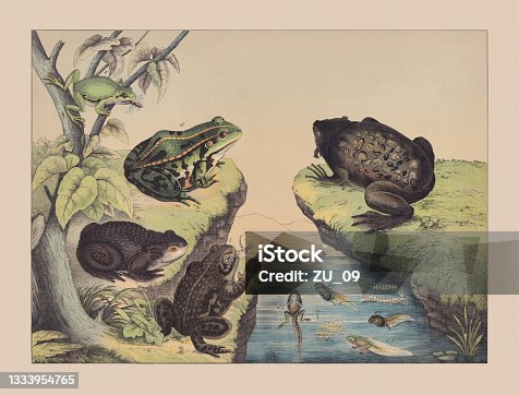 istock Amphibians (Anura), hand-colored chromolithograph, published in 1882 1333954765