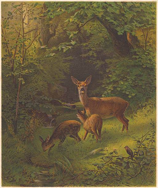 bildbanksillustrationer, clip art samt tecknat material och ikoner med an illustration of a brown deer in the woods - rådjur