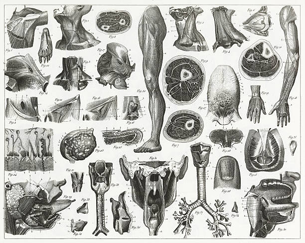 Anatomy of Organs Engraving Engraved illustrations of Anatomy of the Fasciae, Integuents, and Organs of Mastication and Respiration from Iconographic Encyclopedia of Science, Literature and Art, Published in 1851. Copyright has expired on this artwork. Digitally restored. biomedical illustration stock illustrations