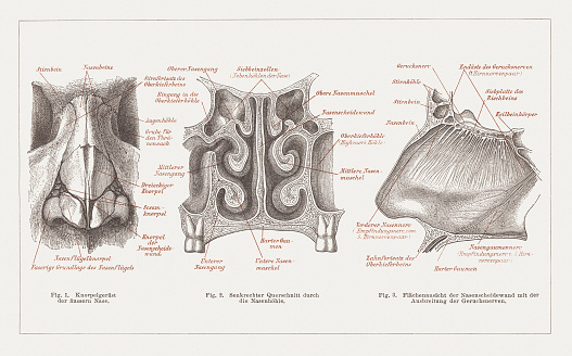 Anatomy Of The Human Nose Lithograph Published In 1877 Stock