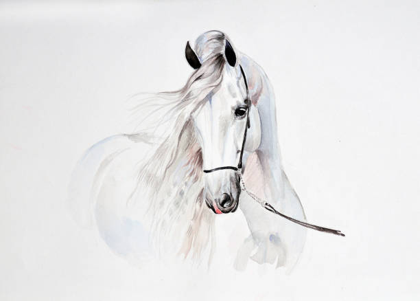 andalusian watercolor painting watercolor painting of andalusian horse portrait horse stock illustrations