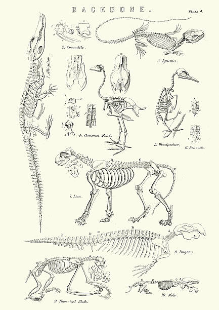 illustrations, cliparts, dessins animés et icônes de animal backbones du xixe siècle - squelette oiseau