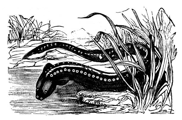 동물 골동품 조각 그림: gymnotus electricus - 전기뱀장어 stock illustrations