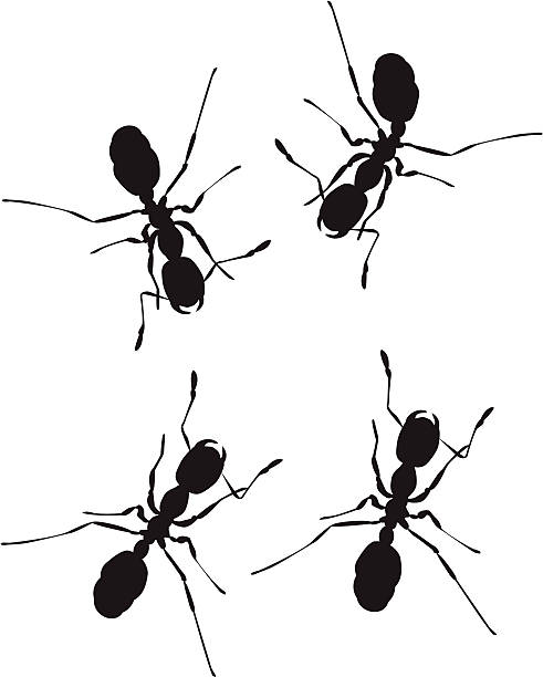 Ants Clip Art, Vector Images & Illustrations - iStock