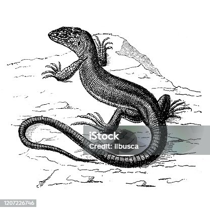 istock Antique animal illustration: Green Lizard 1207226746