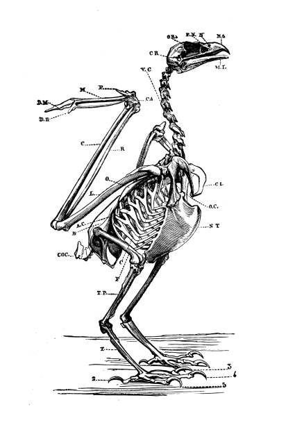 illustrations, cliparts, dessins animés et icônes de illustration antique d’animal : squelette d’aigle de mer - squelette oiseau