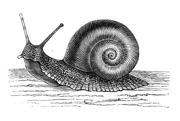 Antique animal illustration: Snail  snail stock illustrations