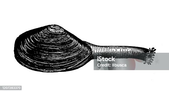 istock Antique animal illustration: Soft-shell clams, sand gaper, Mya arenaria 1207283370