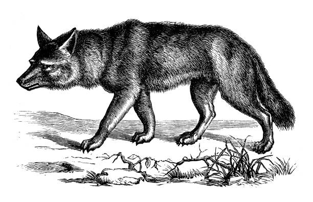 ilustrações de stock, clip art, desenhos animados e ícones de antique animal illustration: wolf - lobo cão selvagem