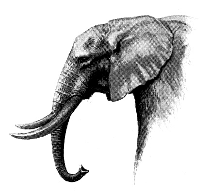 Antique animals illustration: African Elephant