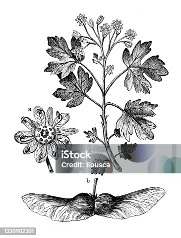 istock Antique botany illustration: Acer campestre, field maple 1330902301
