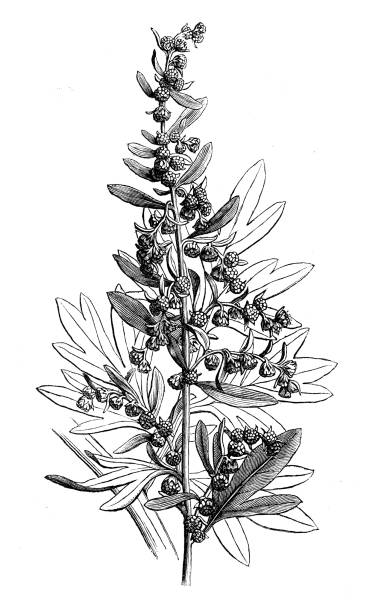 antyczne botaniki ilustracji: artemisia absinthium (piołun, wielki piołun, absynt, absynt, piołun absyntu) - fulham stock illustrations