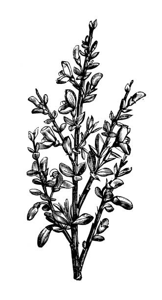 Antique botany illustration: Cytisus scoparius, common broom Antique botany illustration: Cytisus scoparius, common broom scotch broom stock illustrations