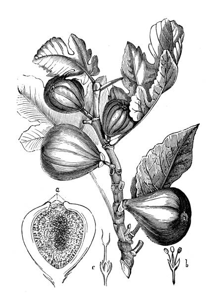 ilustrações de stock, clip art, desenhos animados e ícones de antique botany illustration: fig tree - figo