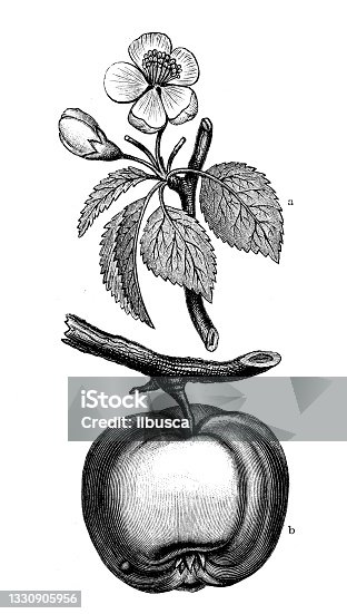 istock Antique botany illustration: Malus sylvestris, European crab apple 1330905956