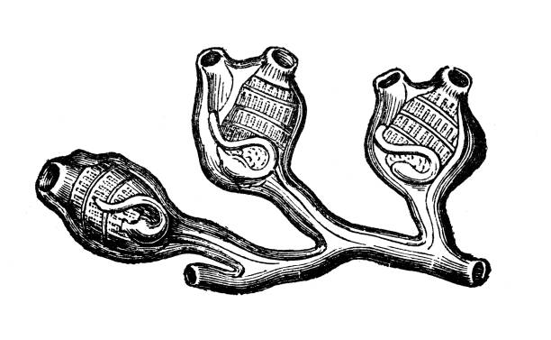ilustraciones, imágenes clip art, dibujos animados e iconos de stock de ilustración de botánica antigua: perophora listeri - listeria