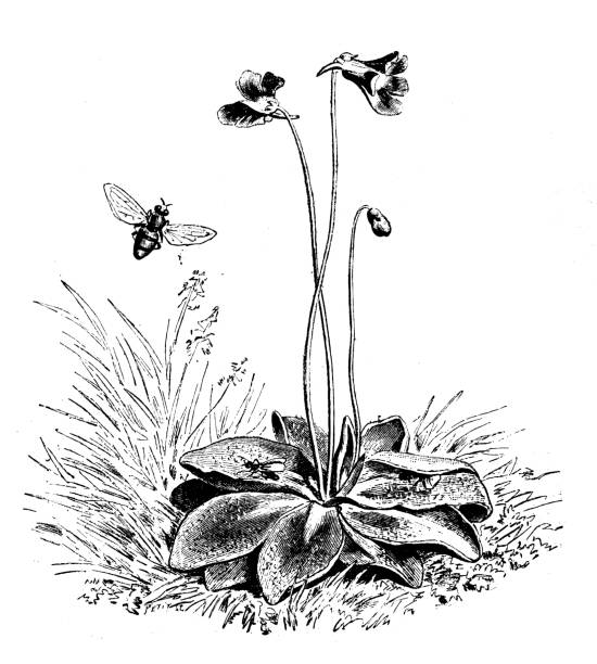 Butterwort Carnivorous Plants Illustrations, Royalty-Free Vector ...