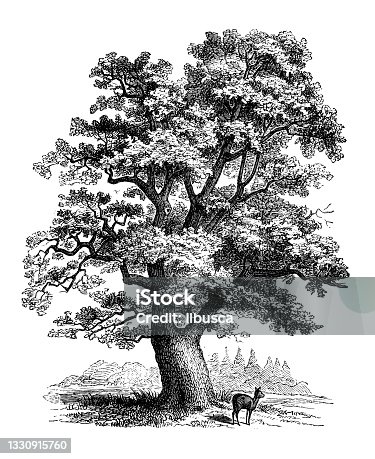 istock Antique botany illustration: Quercus robur, oak 1330915760