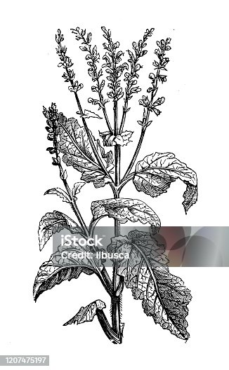 istock Antique botany illustration: Salvia pratensis (meadow clary, meadow sage) 1207475197