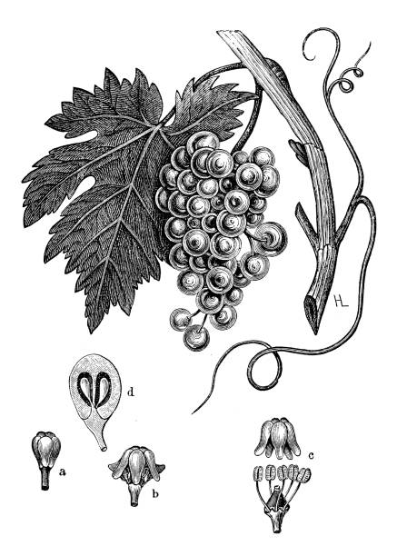 illustrations, cliparts, dessins animés et icônes de illustration botanique antique: vitis vinifera, vigne - vigne gravure