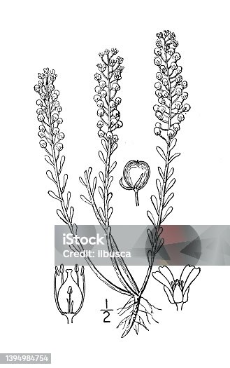 istock Antique botany plant illustration: Alyssum alyssoides, Small Alyssum 1394984754