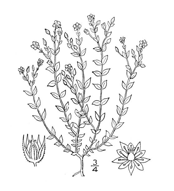 Antique botany plant illustration: Arenaria serpyllifolia, Thyme leaved sandwort vector art illustration