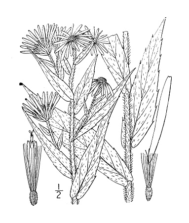 Antique botany plant illustration: Aster major, Great Northern Aster