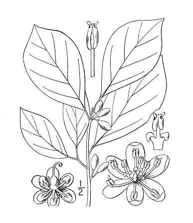 Antique botany plant illustration: Benzoin benzoin, Spice bush, Benjamin bush