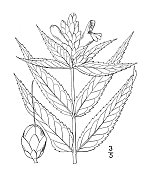 istock Antique botany plant illustration: Chelone glabra, Snakehead 1396470023