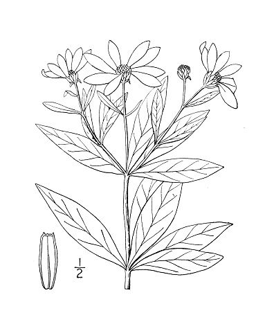 Antique botany plant illustration: Coreopsis major, Wood Tickseed