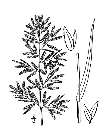 Antique botany plant illustration: Eragrostis Major, Strong-scented Eragrostis