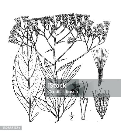 istock Antique botany plant illustration: Eupatorium maculatum, Spotted Joe-Pye Weed 1396681734