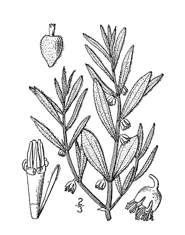 Antique botany plant illustration: Iva axillaris, small flowered marsh Elder