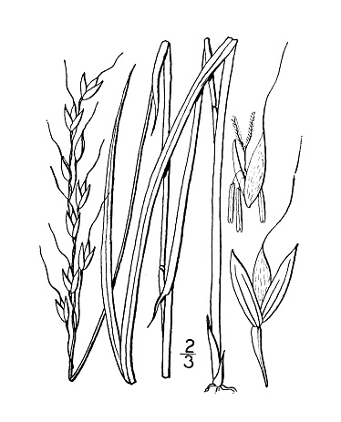 Antique botany plant illustration: Oryzopsis asperifolia, White grained mountain rice