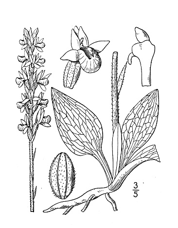 Antique botany plant illustration: Peranium pubescens, Downy rattlesnake plantain
