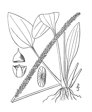 Antique botany plant illustration: Plantago major, Common Plantain