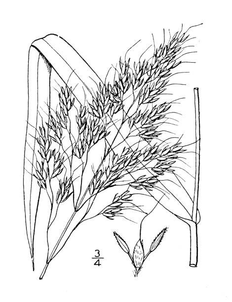 ilustracja roślin antycznej botaniki: sorghum halepense, trawa johnson - johnson & johnson stock illustrations