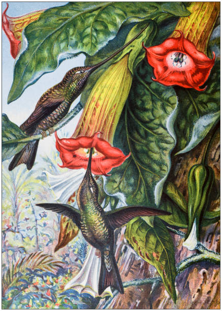 Antique colored illustrations: Hummingbird fertilising a Brugmansia Antique colored illustrations: Hummingbird fertilising a Brugmansia angel's trumpet flower stock illustrations