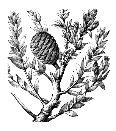 Antique engraving illustration: Agathis australis, Kauri
