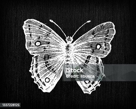 istock Antique engraving illustration: Butterfly 1337228125