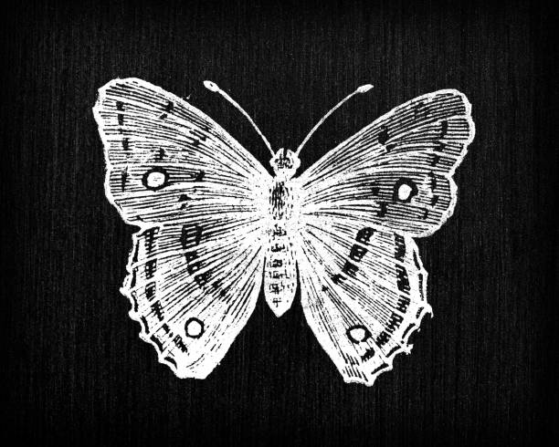 Antique engraving illustration: Butterfly vector art illustration