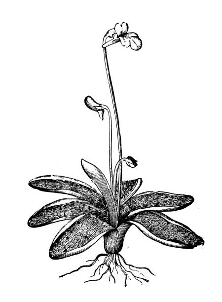 Butterwort Carnivorous Plants Illustrations, Royalty-Free Vector ...