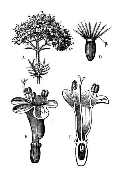 illustrations, cliparts, dessins animés et icônes de ancienne gravure illustration : wild valériane (valeriana officinalis) - valeriane