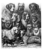 istock Antique engravings dogs collection 477516318